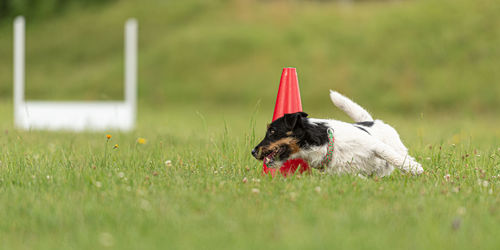 Dog lying on grass