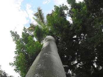 Low angle view of trees against sky