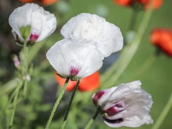 Close-up of white flowering plant