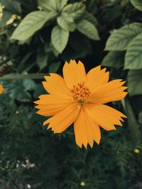 Close-up of yellow flowering plant