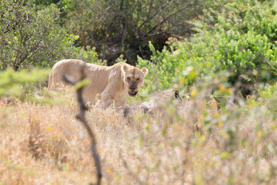 View of cats on land