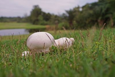Close-up of mushroom growing on field