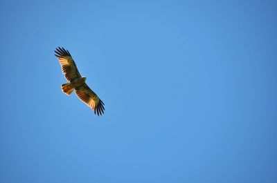 Low angle view of birds flying against blue sky