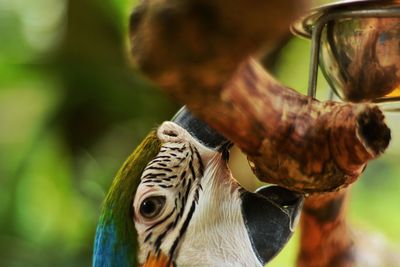 Close-up of bird