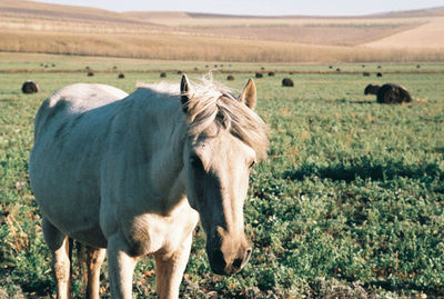 Close-up of a horse on landscape
