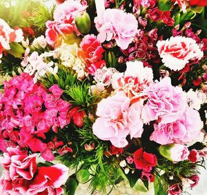 High angle view of pink flowering plant