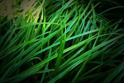 Full frame shot of grass growing on field