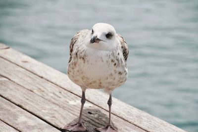 Close-up of seagull perching on wood against sea