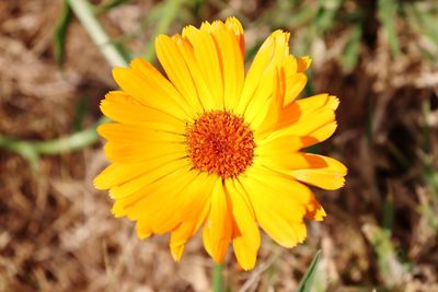 Close-up of yellow flower