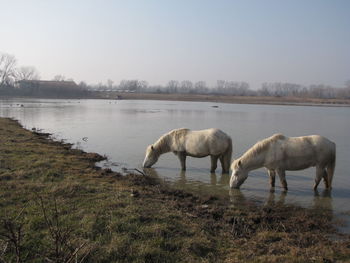 Horses in a lake