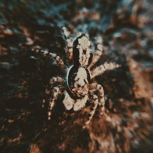 Close-up of spider