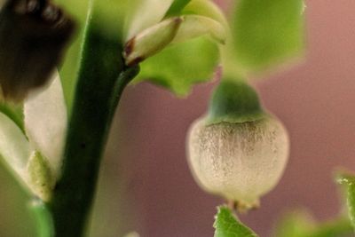 Close-up of flower plant