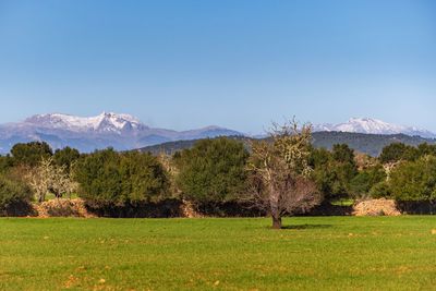 Trees on field against clear sky