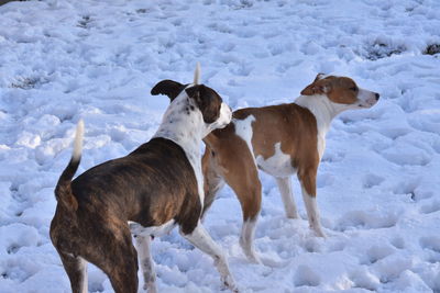 Dogs on snow covered land