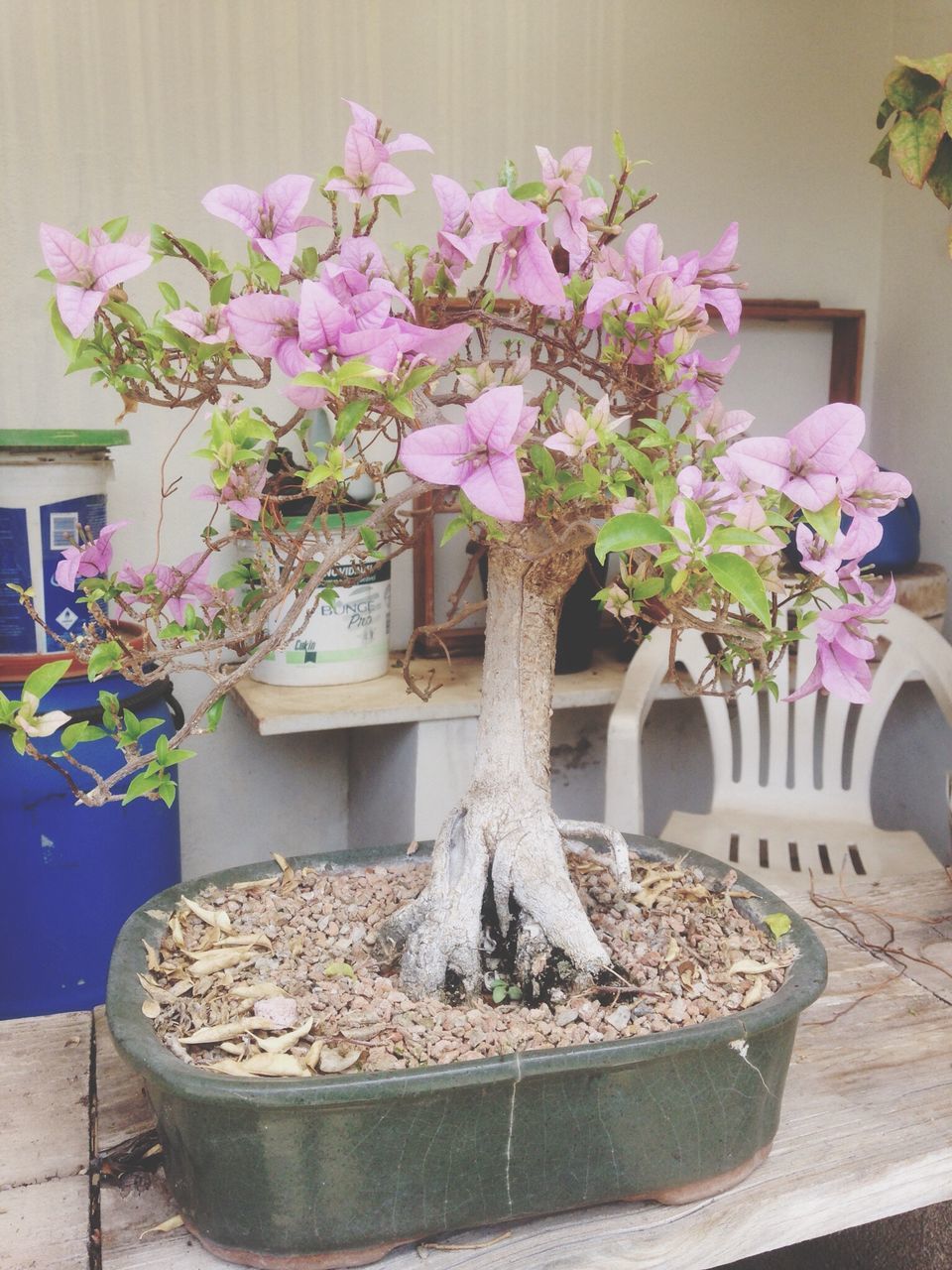 flower, potted plant, growth, freshness, plant, fragility, flower pot, close-up, pot plant, indoors, pink color, springtime, selective focus, nature, in bloom, botany, day, blossom, beauty in nature, house plant, no people