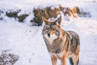 Close-up of wolf standing on snow covered land