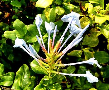 Close-up of flower blooming outdoors