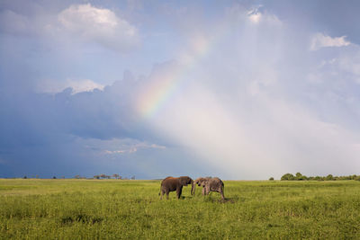 Elephants fighting on grassy field