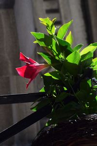 Close-up of plant with red flower