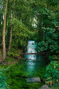 Trees in forest