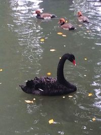 Ducks swimming in the lake