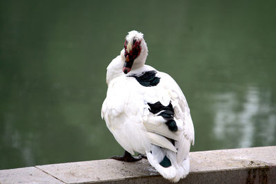 Ugly goose on a rail