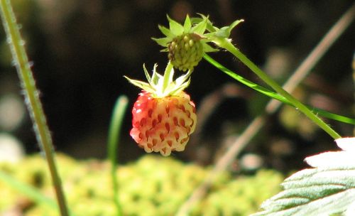 Close-up of red flower