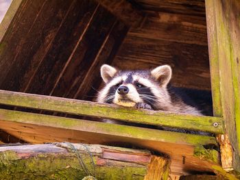 Portrait of an animal on wood