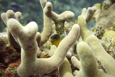 Fish swimming amidst coral in sea