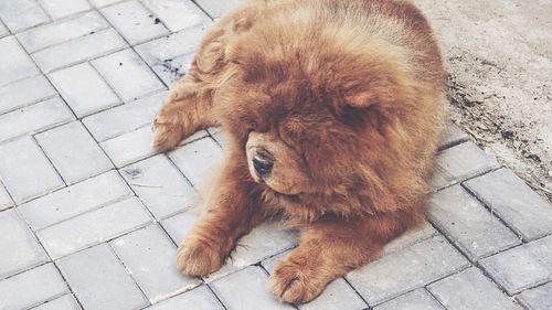 Dog lying on footpath