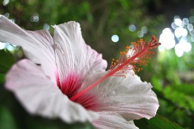 Close-up of pink flower