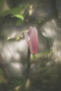 Close-up of pink flowering plant