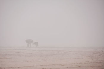 Silhouette man with dog standing on field against sky during foggy weather