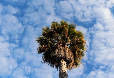 Low angle view of palm tree against sky