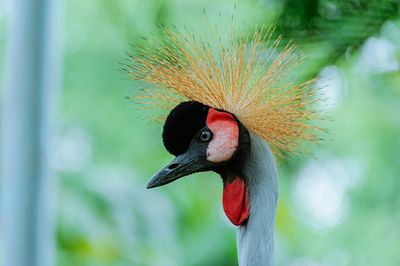 Close-up of bird