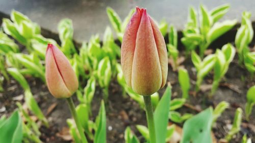 Close-up of flower bud