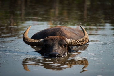 Horse in a lake