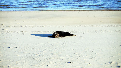 View of dog on beach