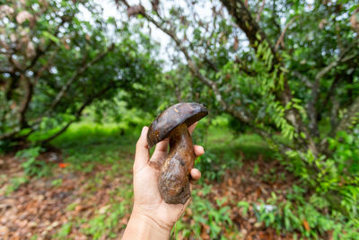 Dark brown mushroom in the hand of a gardener mushrooms grows in the longan garden. edible mushrooms 