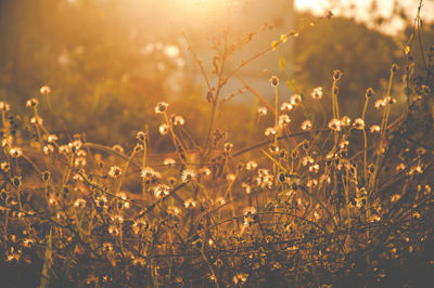 Close-up of plants growing on field