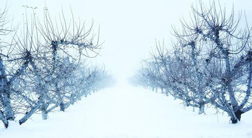 Low angle view of bare trees against sky