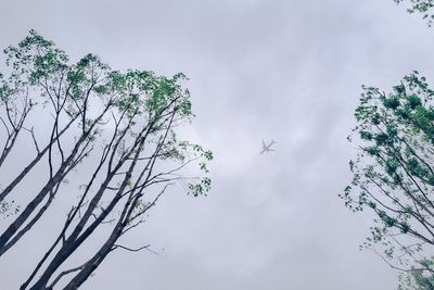 Low angle view of bird flying against sky