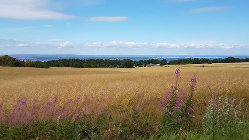 Scenic view of field against sky