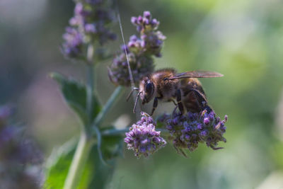 Close-up of bee pollinating on purple flower