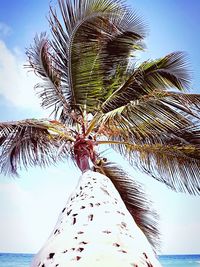 Low angle view of palm trees on beach