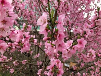 Close-up of pink cherry blossoms in spring