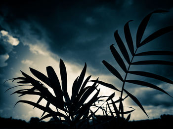 Low angle view of silhouette plants against sky at sunset