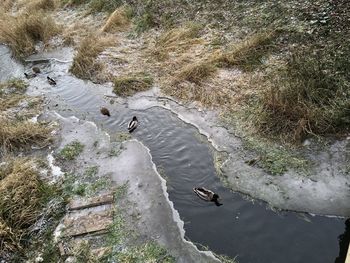 High angle view of birds in water