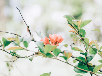 Close-up of flowering plant