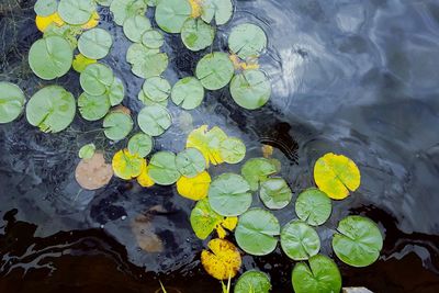 High angle view of leaves floating on water